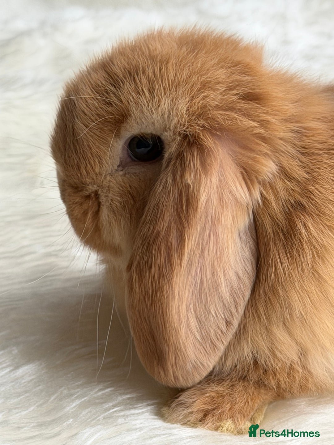 Mini Lop rabbits for sale: Mini lop - Advert 12