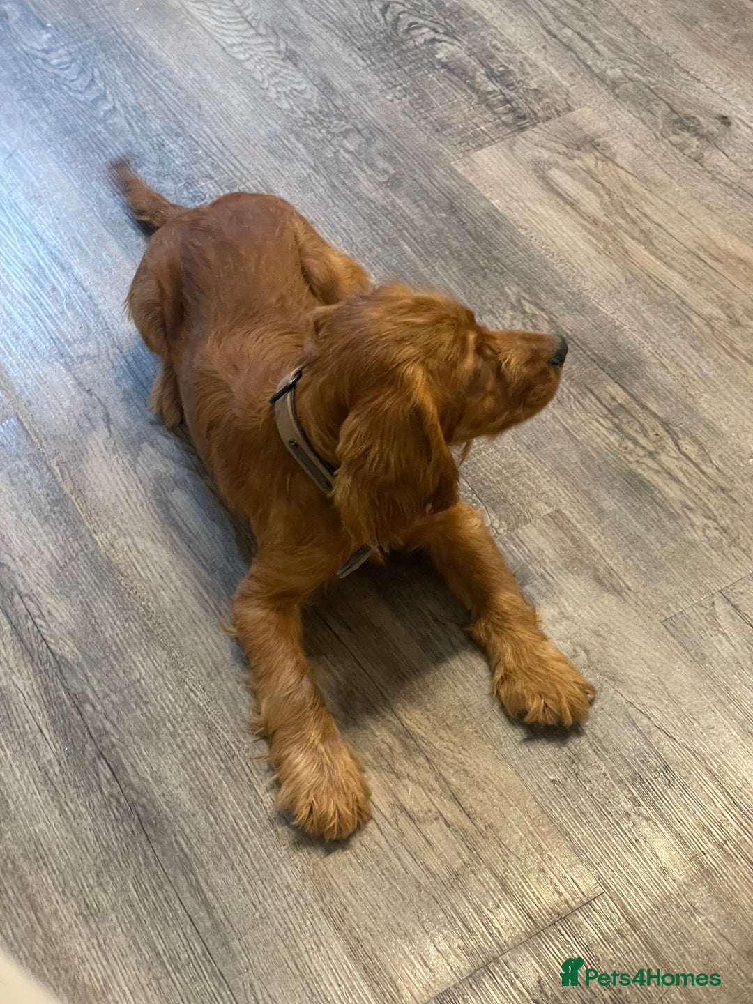 Cocker Spaniel dogs for sale: et Buster: Fully Trained Loving Red Cocker Spaniel - Advert 7