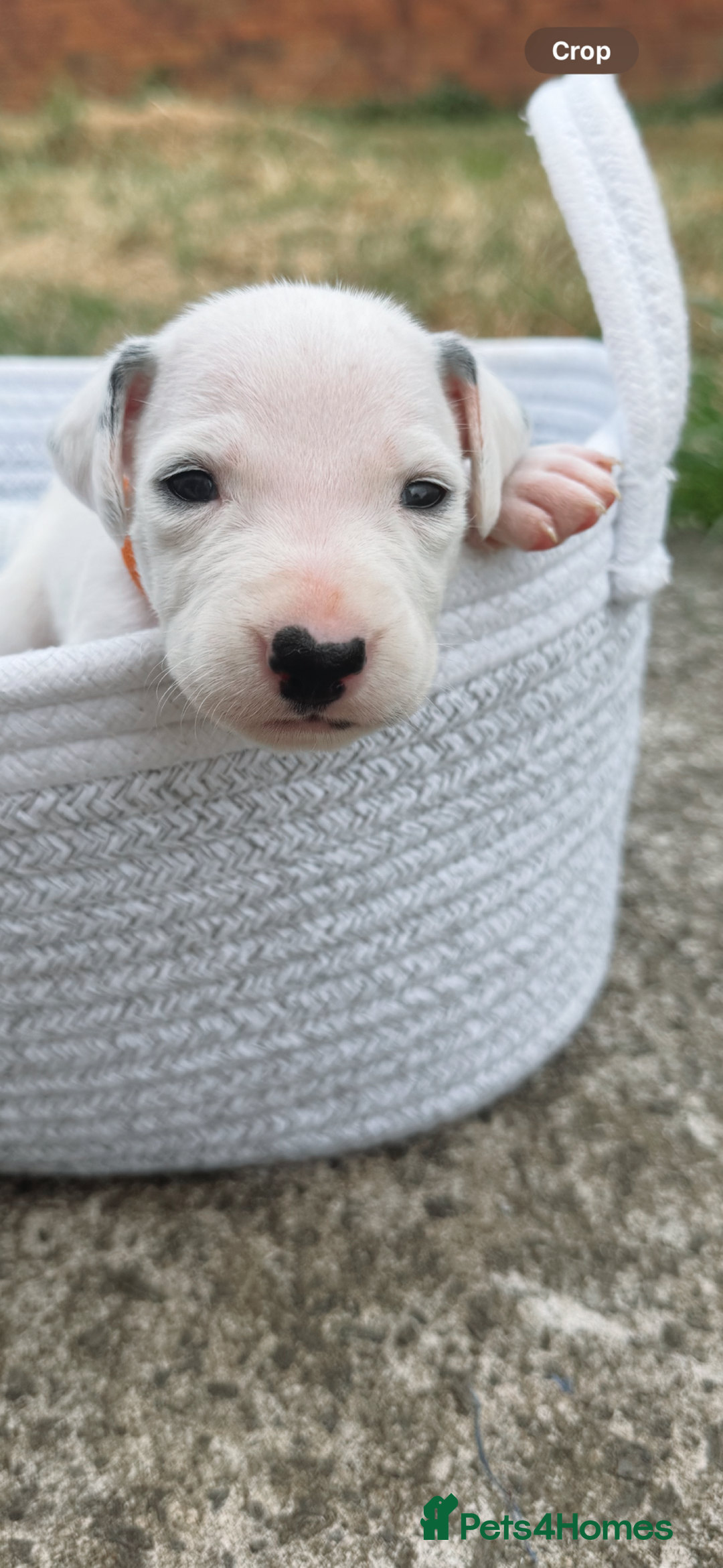 Dalmatian dogs for sale: Dalmatian puppies  - Image 16