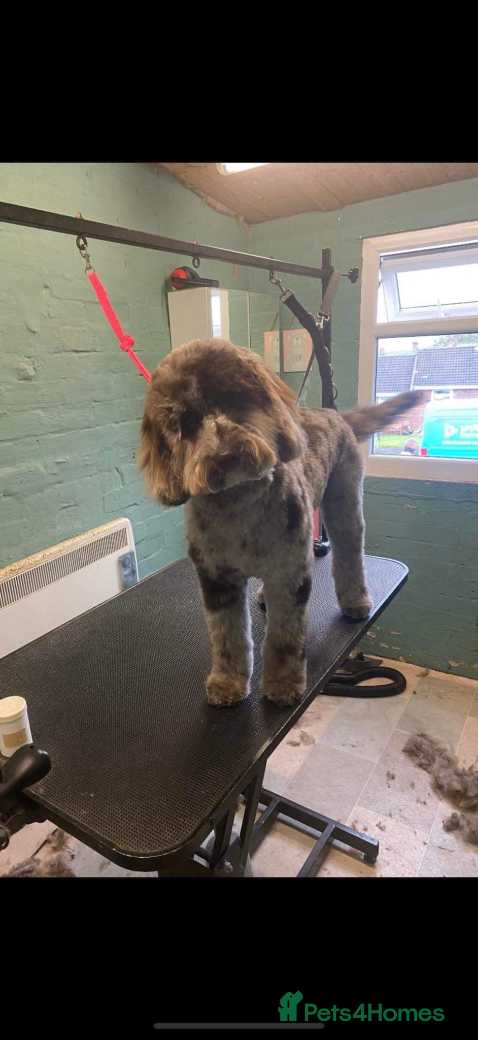 Cockapoo dogs Cockapoo puppies ready for their forever home  - Advert 4