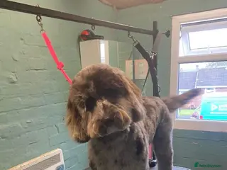 Cockapoo dogs Cockapoo puppies ready for their forever home - Advert 4