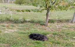 Mixed Breed dogs for adoption: TARRA, a beautiful & gentle girl for a Loving Home - Image 4