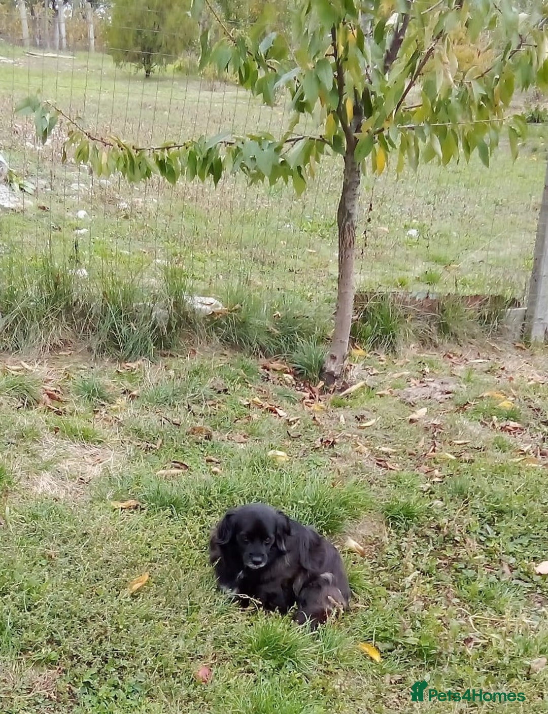 Mixed Breed dogs for adoption: TARRA, a beautiful & gentle girl for a Loving Home - Image 4