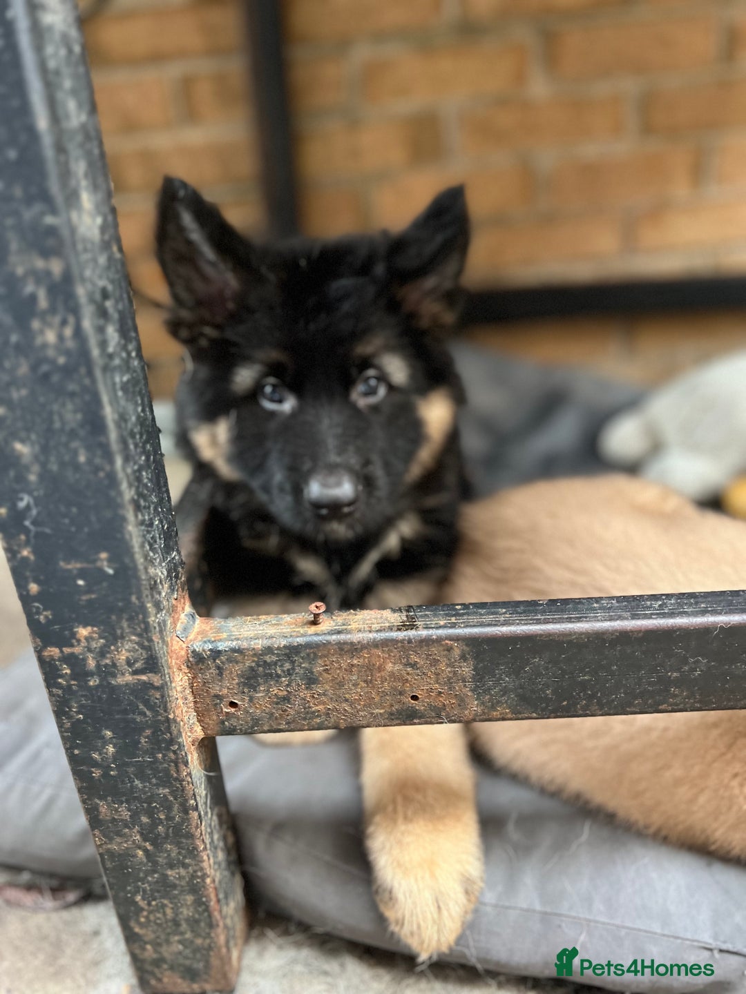 German Shepherd dogs for sale: REDUCED German shepherd puppies 8 was old - Advert 17
