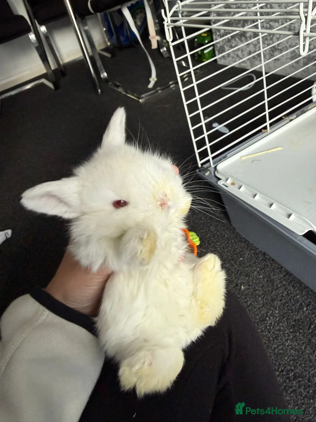 Mini Lion Lop rabbits for sale: Mini lion lops  - Advert 16