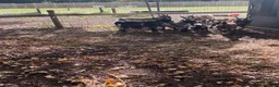 Goats livestock for sale: 3 Pygmy billy goats in Woking - Advert 7