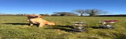 Labrador Retriever dogs for sale: 5 Male yellow Labradors available  in Norwich - Advert 4