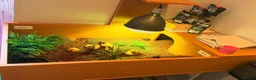 Tortoise reptiles for sale: Horsfield's Tortoise in Chigwell - Advert 8
