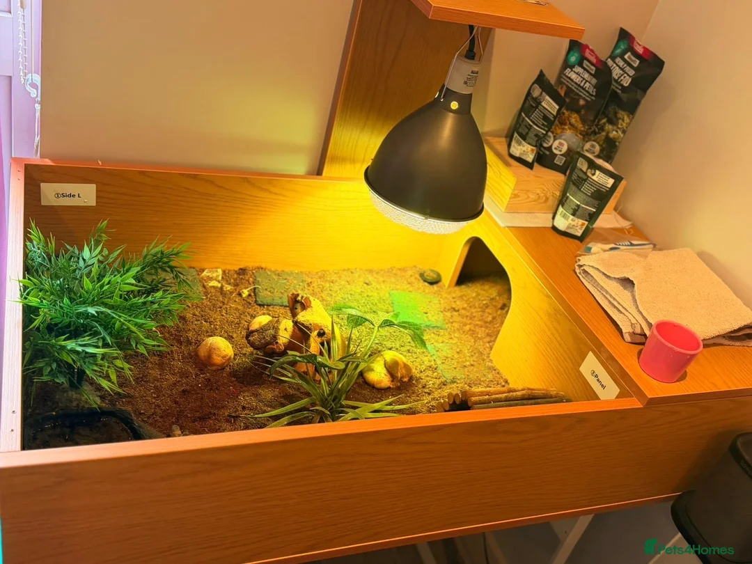 Tortoise reptiles for sale: Horsfield's Tortoise in Chigwell - Advert 8