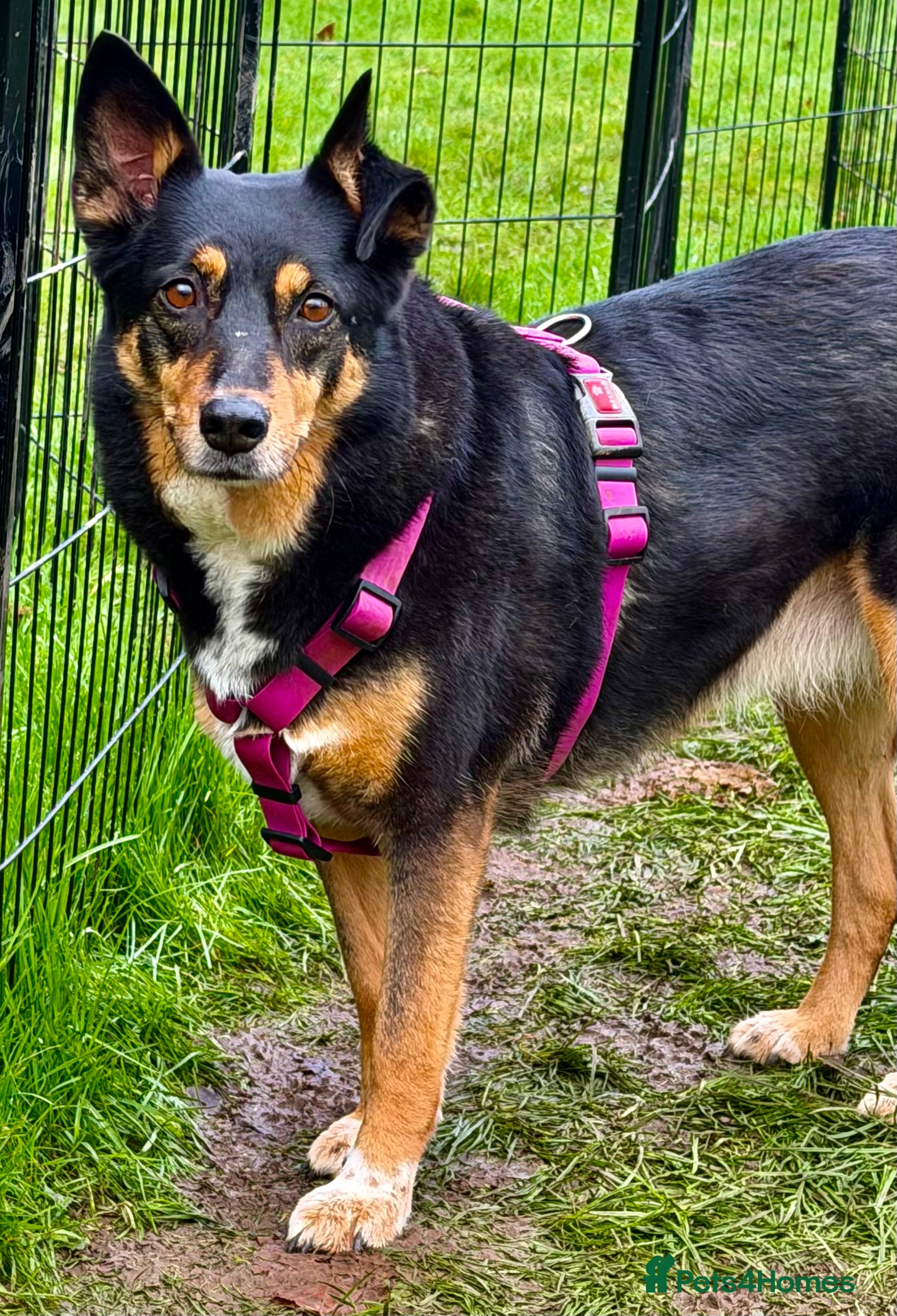 German Shepherd dogs 🐾 POPPY – Female German Shepherd - Advert 3