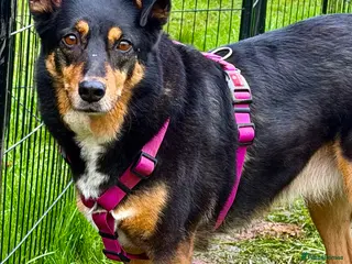 German Shepherd dogs 🐾 POPPY – Female German Shepherd - Advert 3