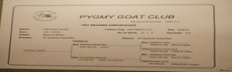 Goats livestock for sale: 2 pedigree registered pygmy goat weathers  - Advert 5