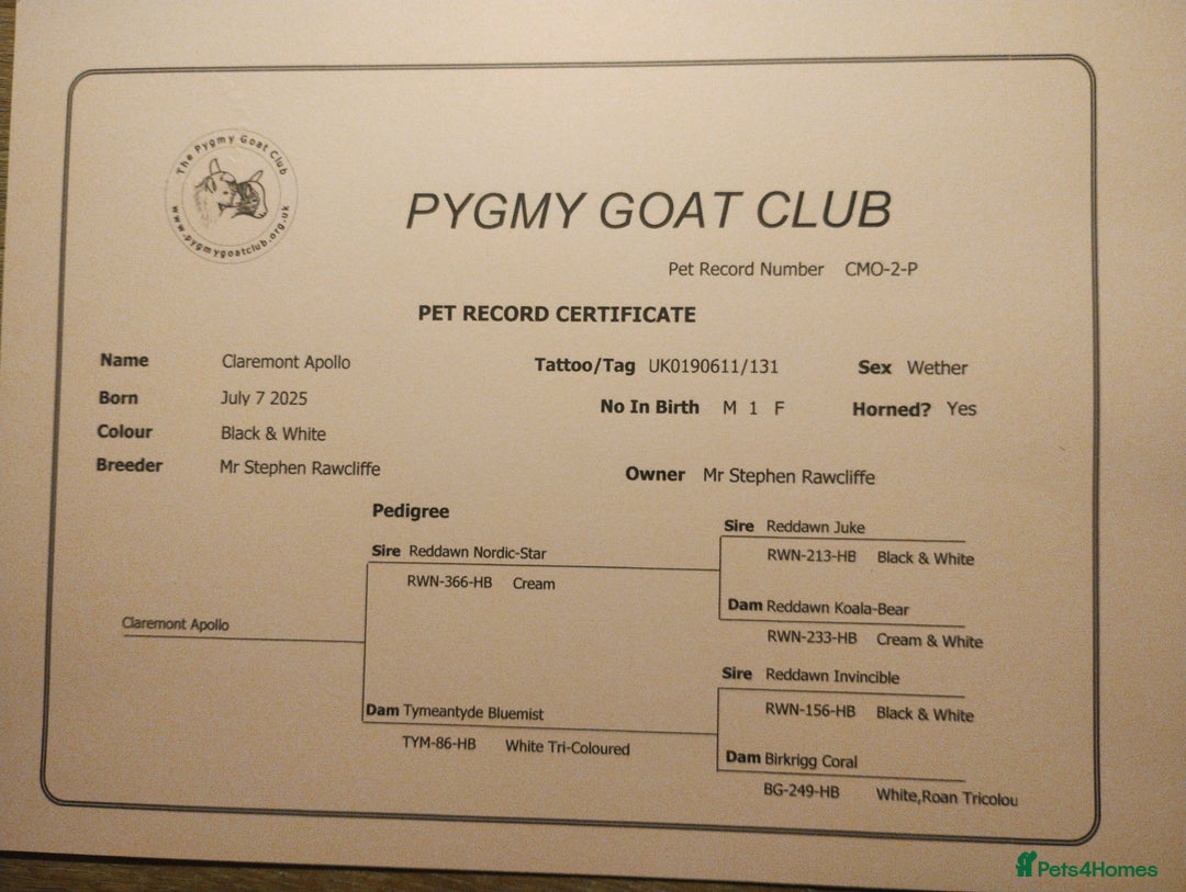 Goats livestock for sale: 2 pedigree registered pygmy goat weathers  - Advert 5