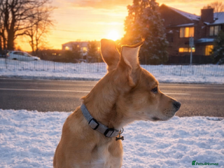 Mixed Breed dogs Murphy - Advert 6