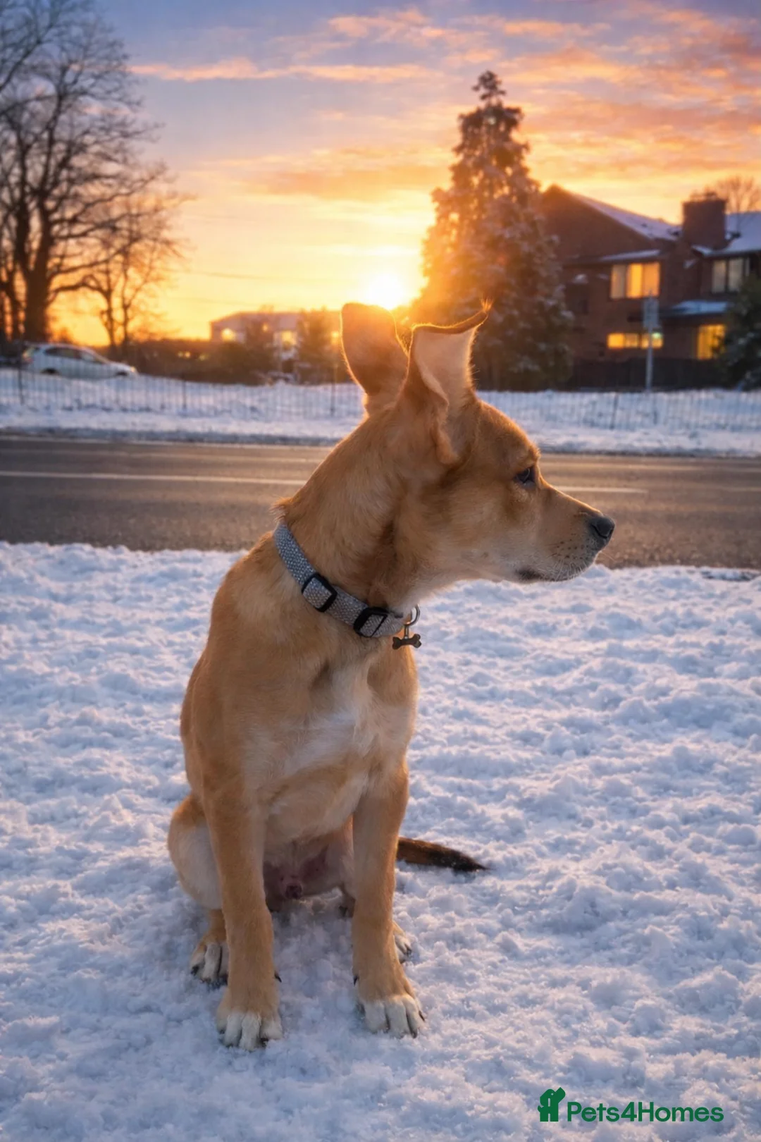 Mixed Breed dogs for sale: Murphy  - Advert 1