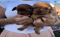 Cavapoo dogs for sale: Beautiful Tiny Cavapoos  - Image 12