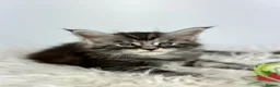 Maine Coon cats for sale: ✨7 Gorgeous Pure Breed Maine Coon Kittens✨ - Advert 27