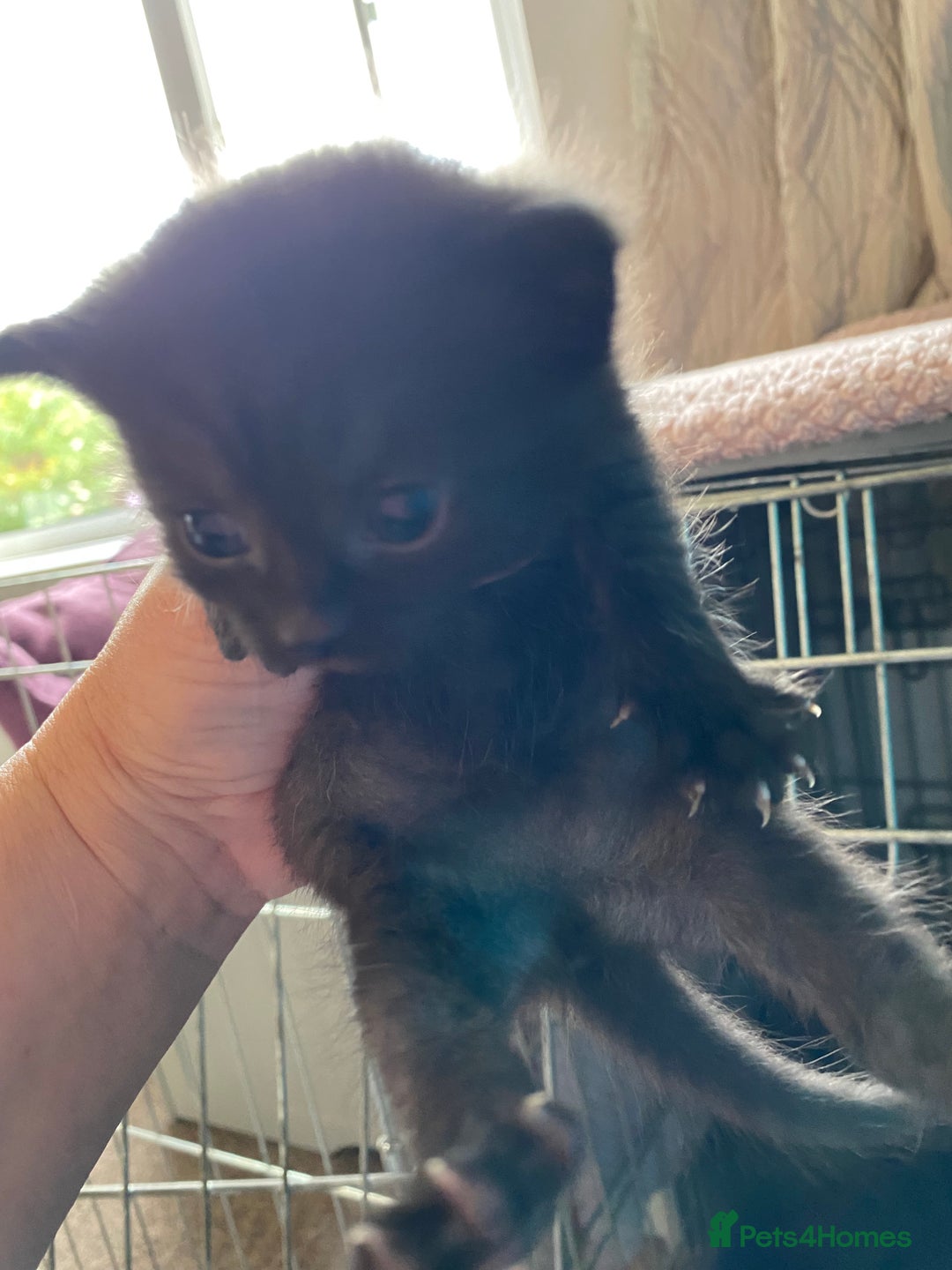 Mixed Breed cats for sale: Kittens  - Image 6