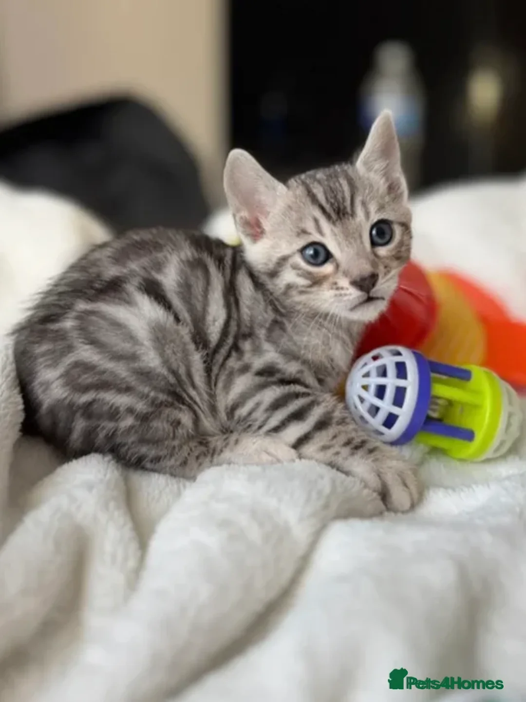 Bengal cats for stud: Silver Bengal Stud 🩶 TICA REG N DNA CLEAR - Advert 7