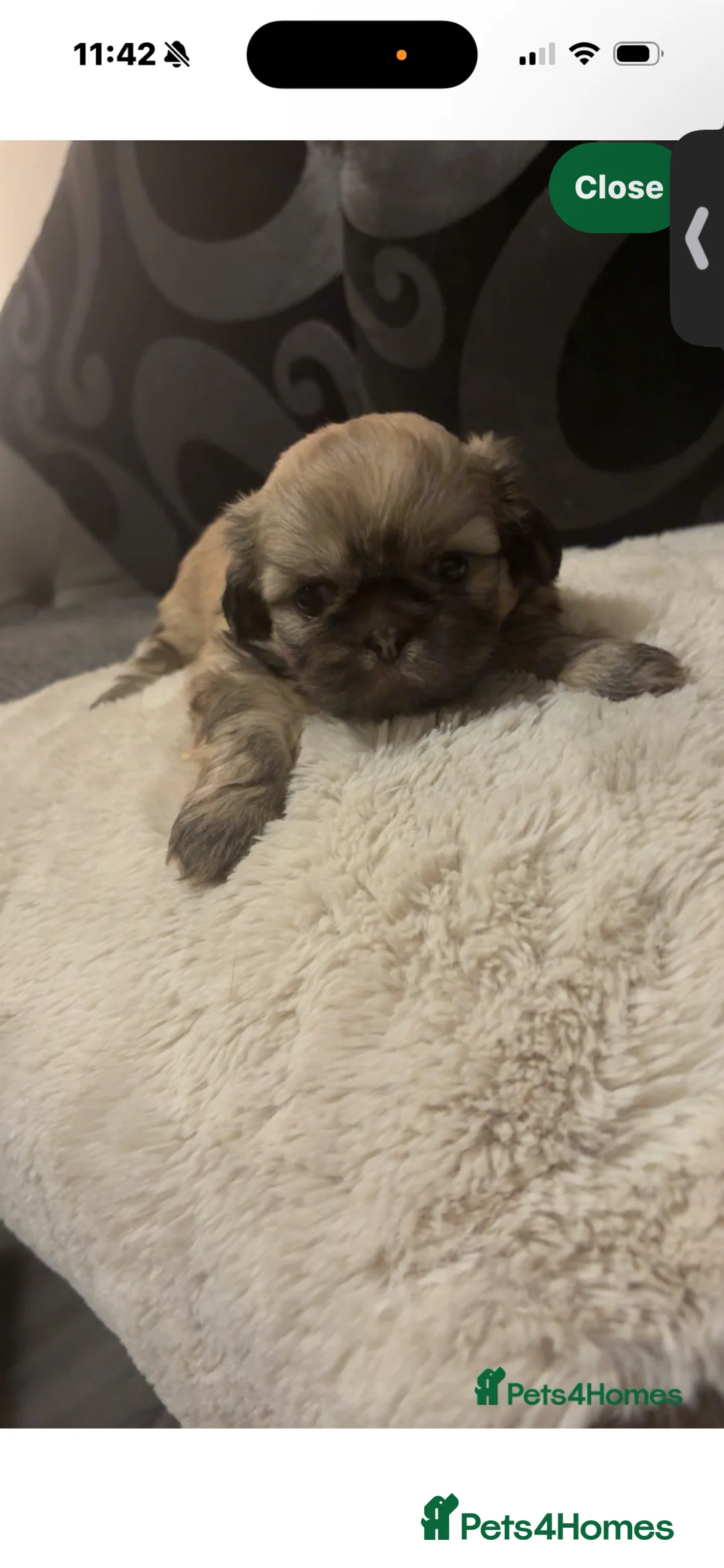 Shih Tzu dogs for sale: Shih Tzus puppies - Advert 2