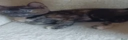 Mixed Breed cats for sale: House kittens  - Advert 19