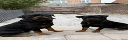 Rottweiler dogs for sale: Two Rottweiler puppies left to reserve!  - Advert 12