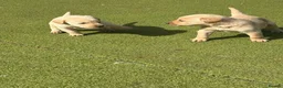 Labrador Retriever dogs for sale: Labrador puppys - Advert 6