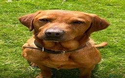 Labrador Retriever dogs for sale: Fox Red KC Reg Labrador Puppies Ready 11/10/25 - Image 8