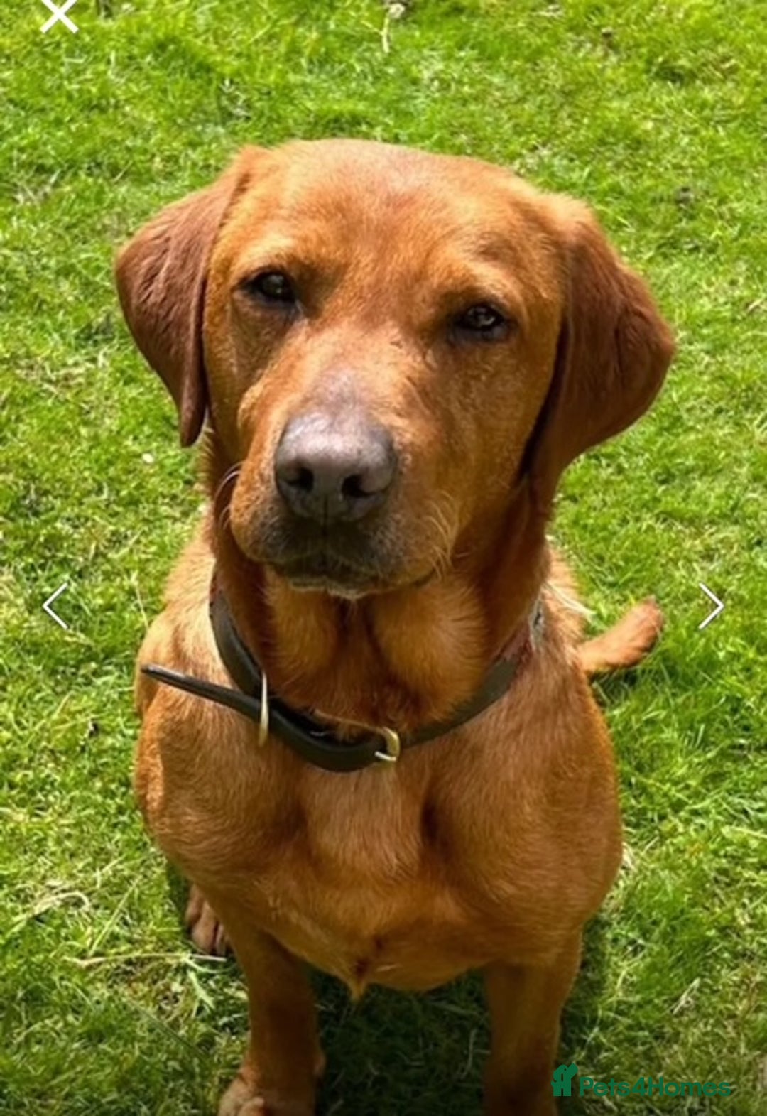 Labrador Retriever dogs for sale: Fox Red KC Reg Labrador Puppies Ready 11/10/25 - Image 8