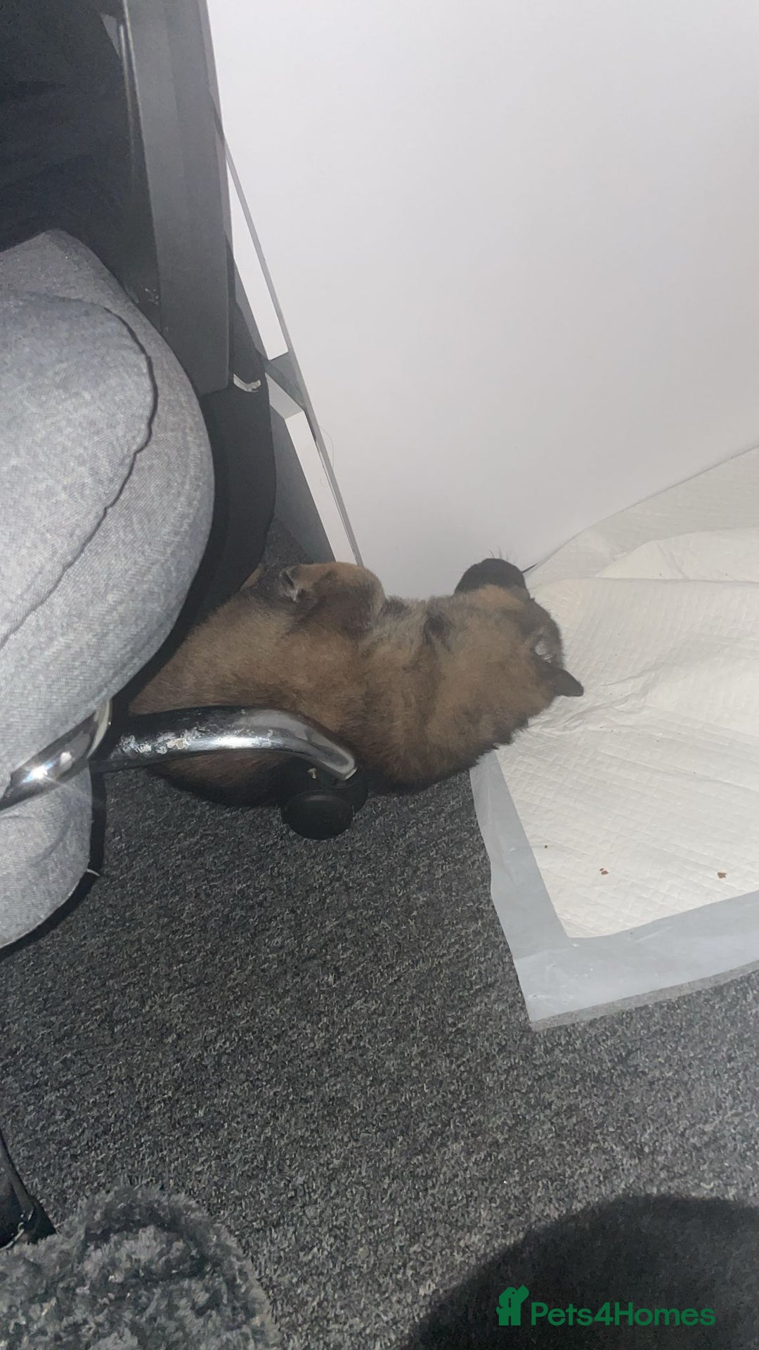 German Shepherd dogs for sale: This gorgeous boy needs a chance  - Image 4