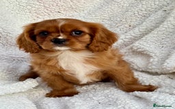 Cavalier King Charles Spaniel dogs for sale: 3 kc reg ruby boy puppies looking for homes - Image 4