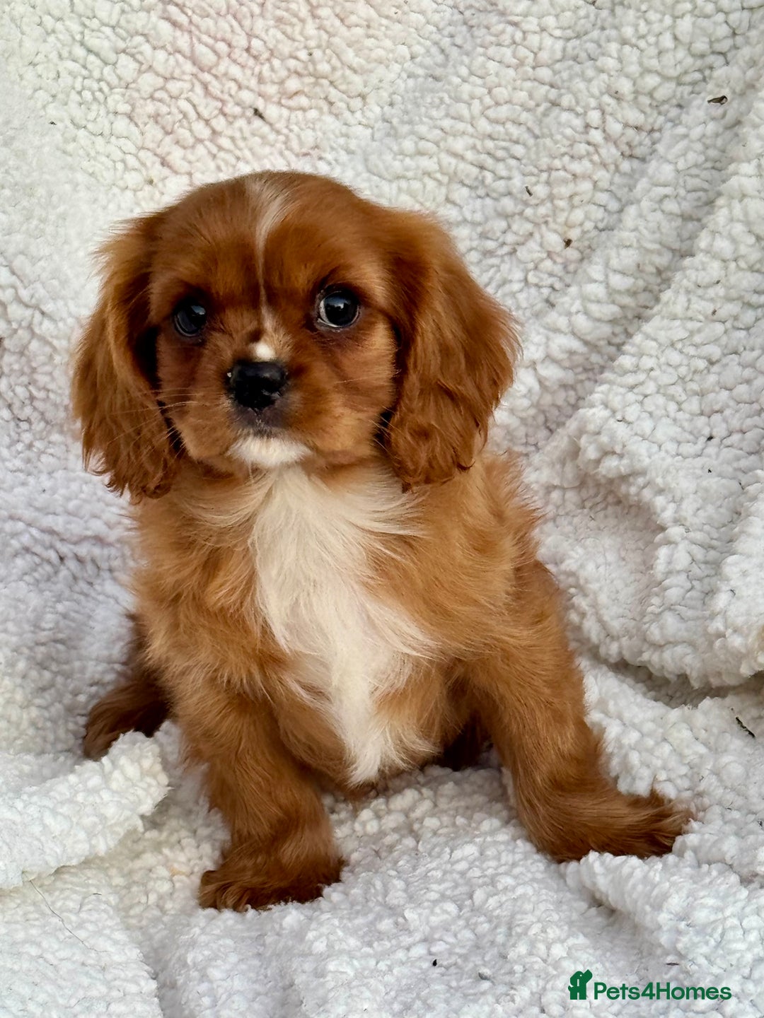 Cavalier King Charles Spaniel dogs for sale: 3 kc reg ruby boy puppies looking for homes - Image 4