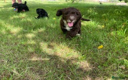 Sproodle dogs for sale: Stunning F1 sproodle  - Image 8