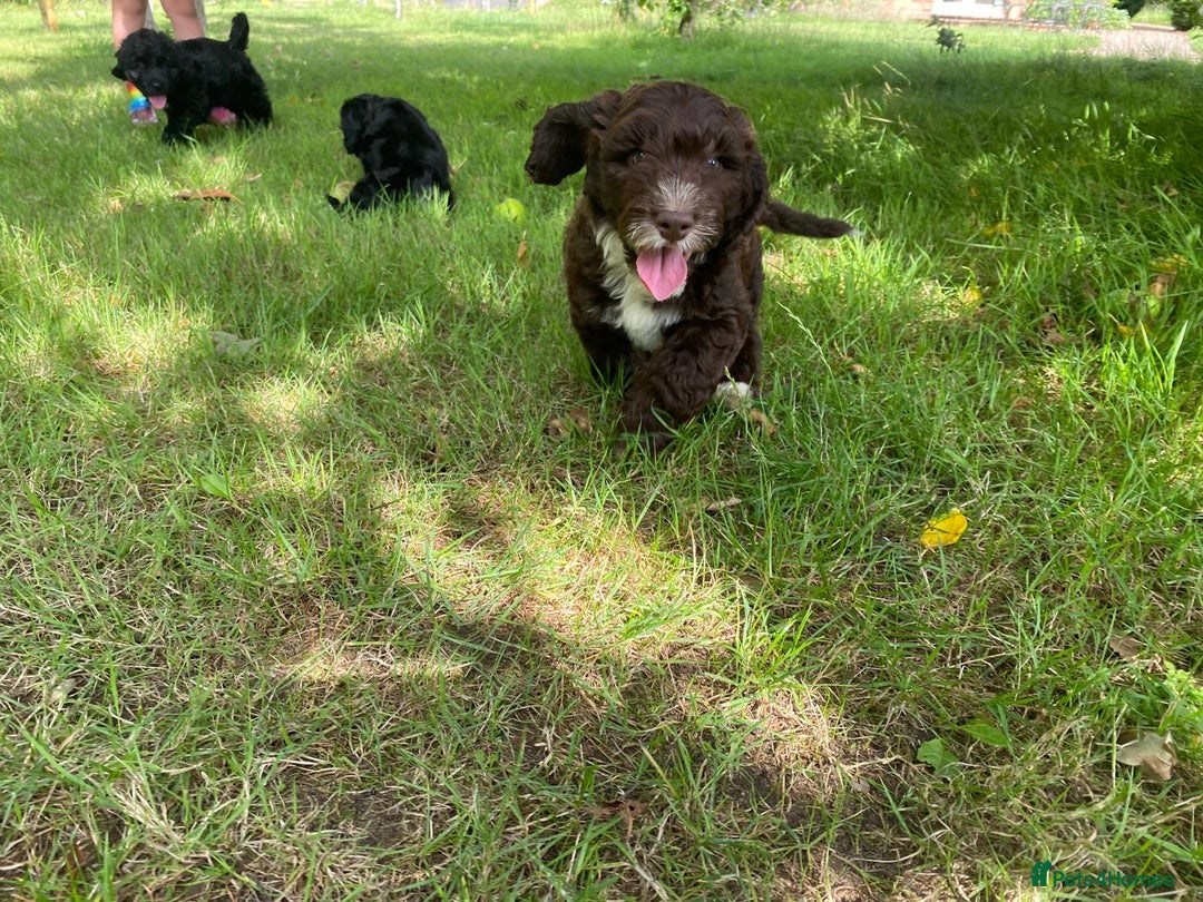 Sproodle dogs for sale: Stunning F1 sproodle  - Image 8