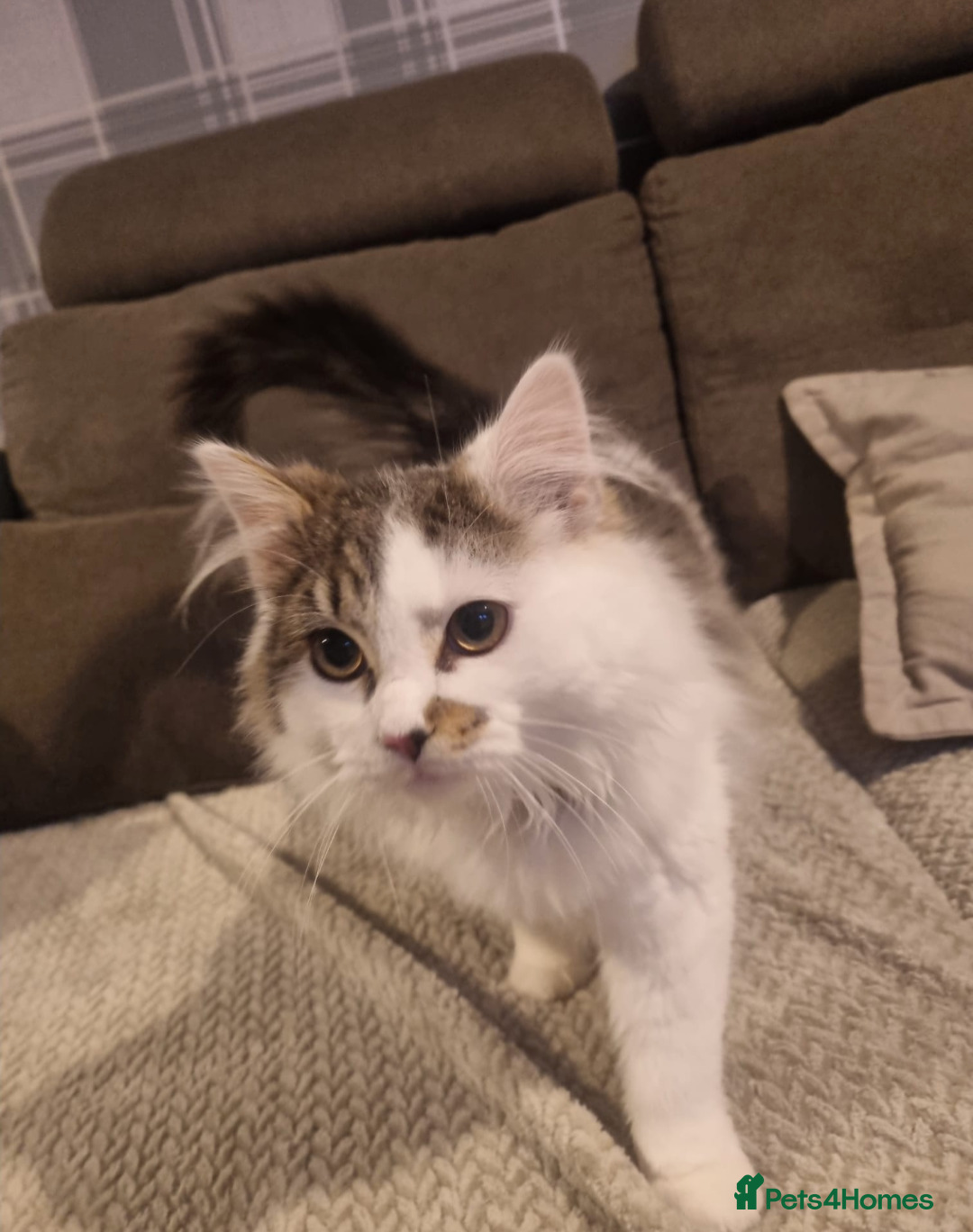 Mixed Breed cats for sale: Male mix breed  - Advert 3