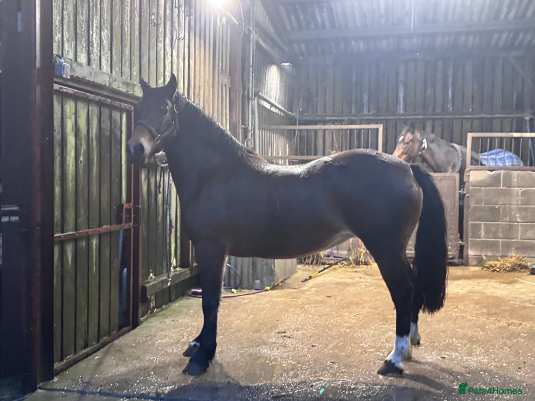 Welsh Section D horses for sale: Show Stopping  Welsh D Mare  - Advert 2