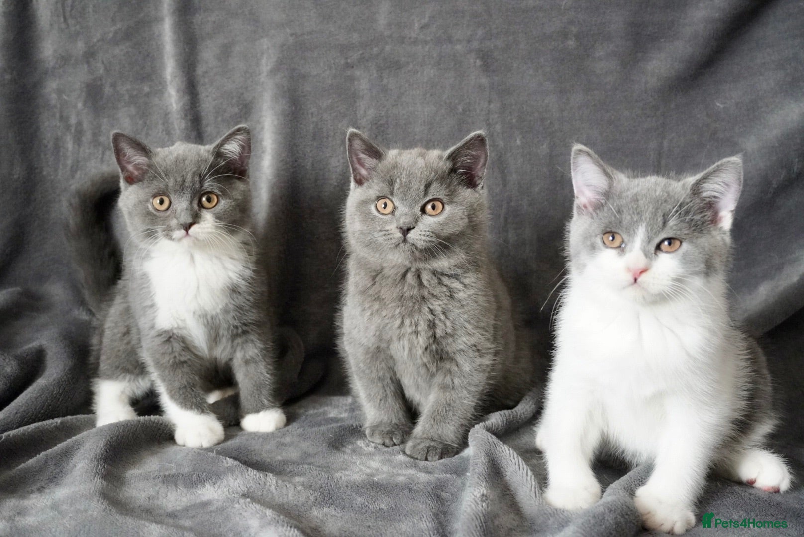 British Shorthair cats Pedigree Kittens GCCF registered  - Advert 1