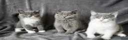 British Shorthair cats for sale: Pedigree Kittens GCCF registered  - Advert 1