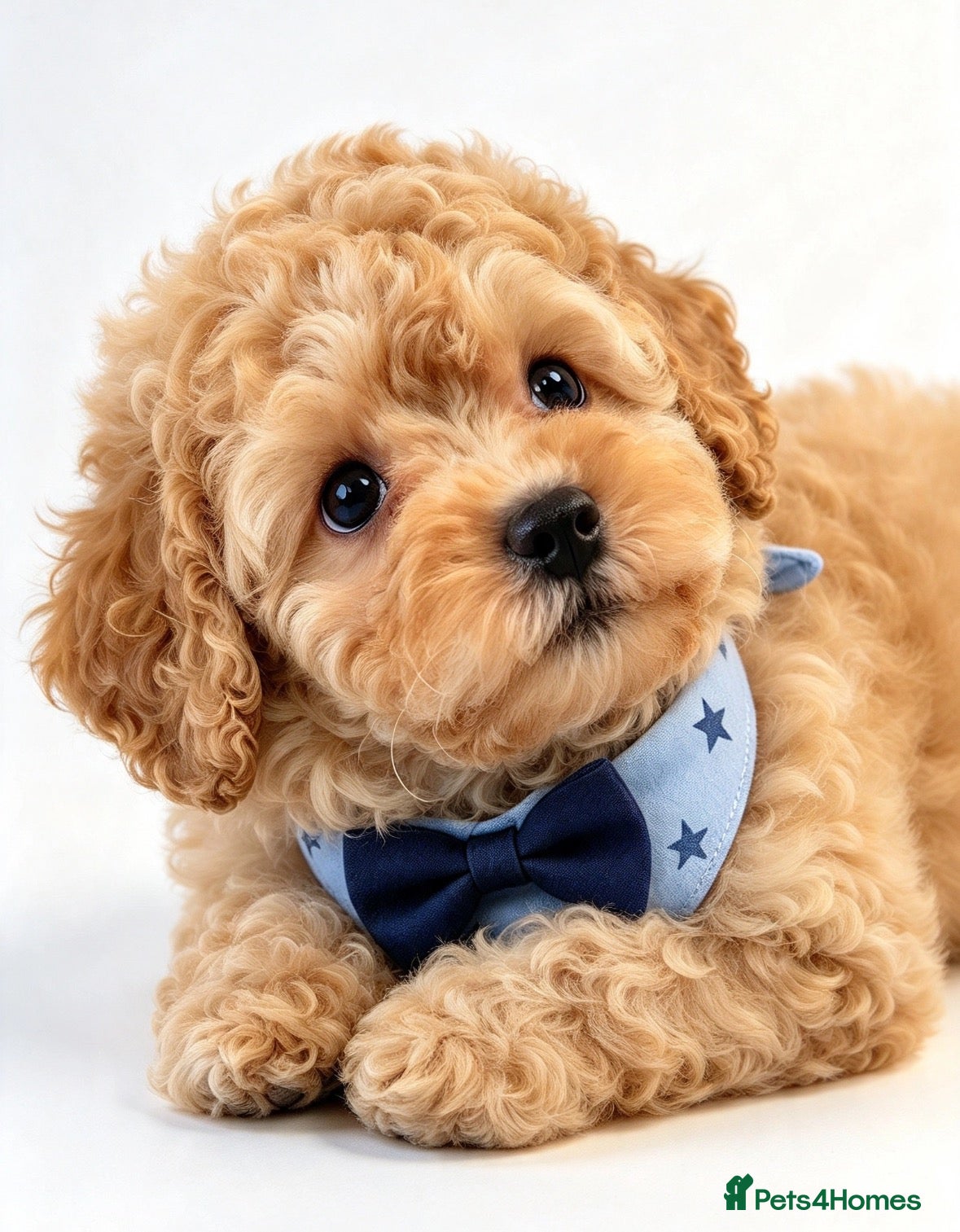 Toy Poodle dogs for sale:  Beautiful Toy Poodle Puppies  - Advert 1