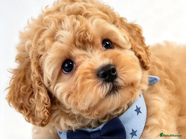Toy Poodle dogs for sale: Beautiful Toy Poodle Puppies - Advert 1