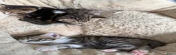 Mixed Breed cats for sale: Stunning bengal cross kittens - Advert 28