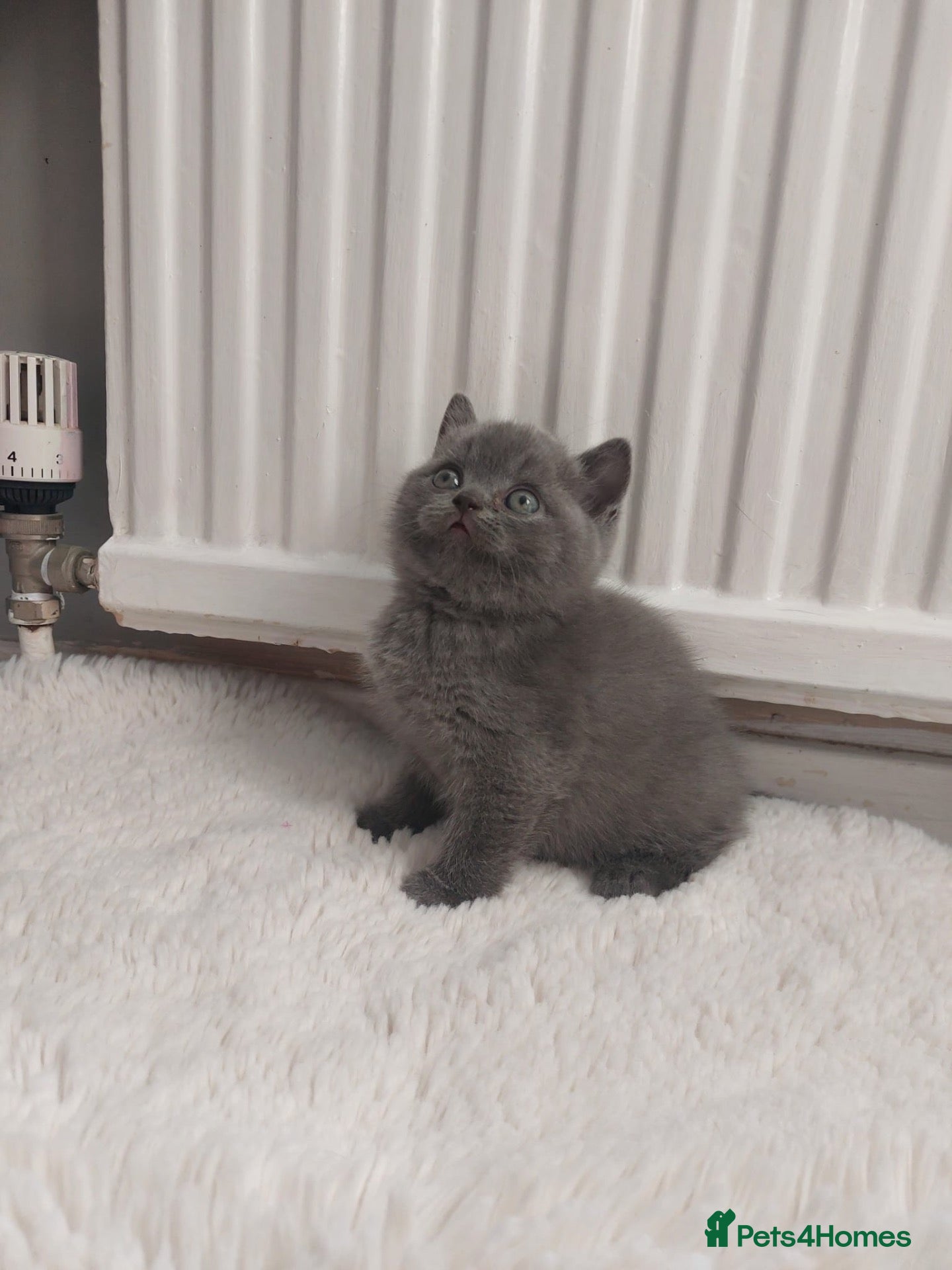 British Shorthair cats British shorthair scotish fold  - Advert 8