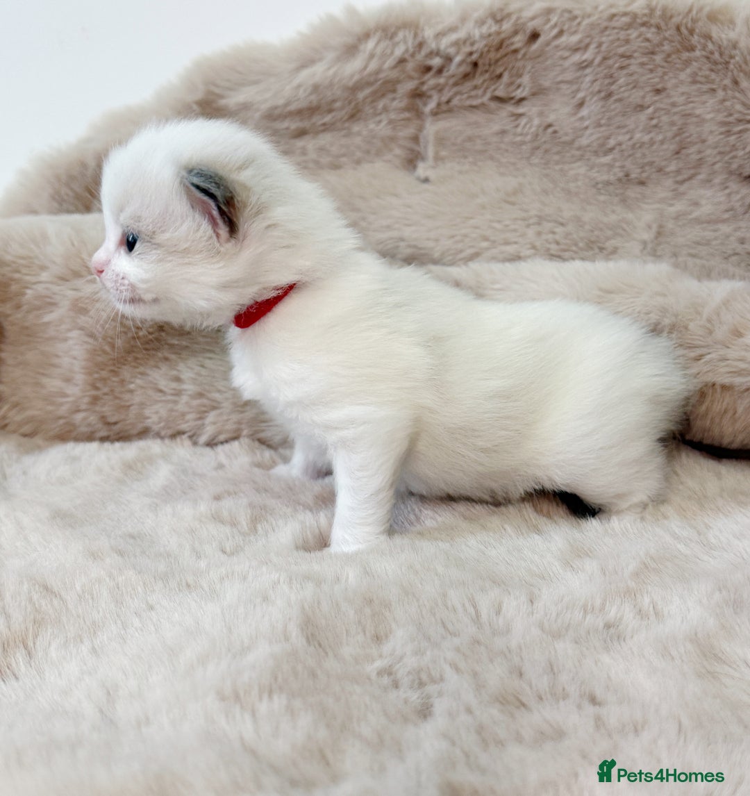 Ragdoll cats for sale: ✨ 4 Gorgeous Ragdoll Kittens ✨ - Advert 8