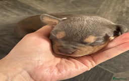 Staffordshire Bull Terrier dogs for sale: Blue tri Staffordshire bull terrier pups for sale  - Image 4