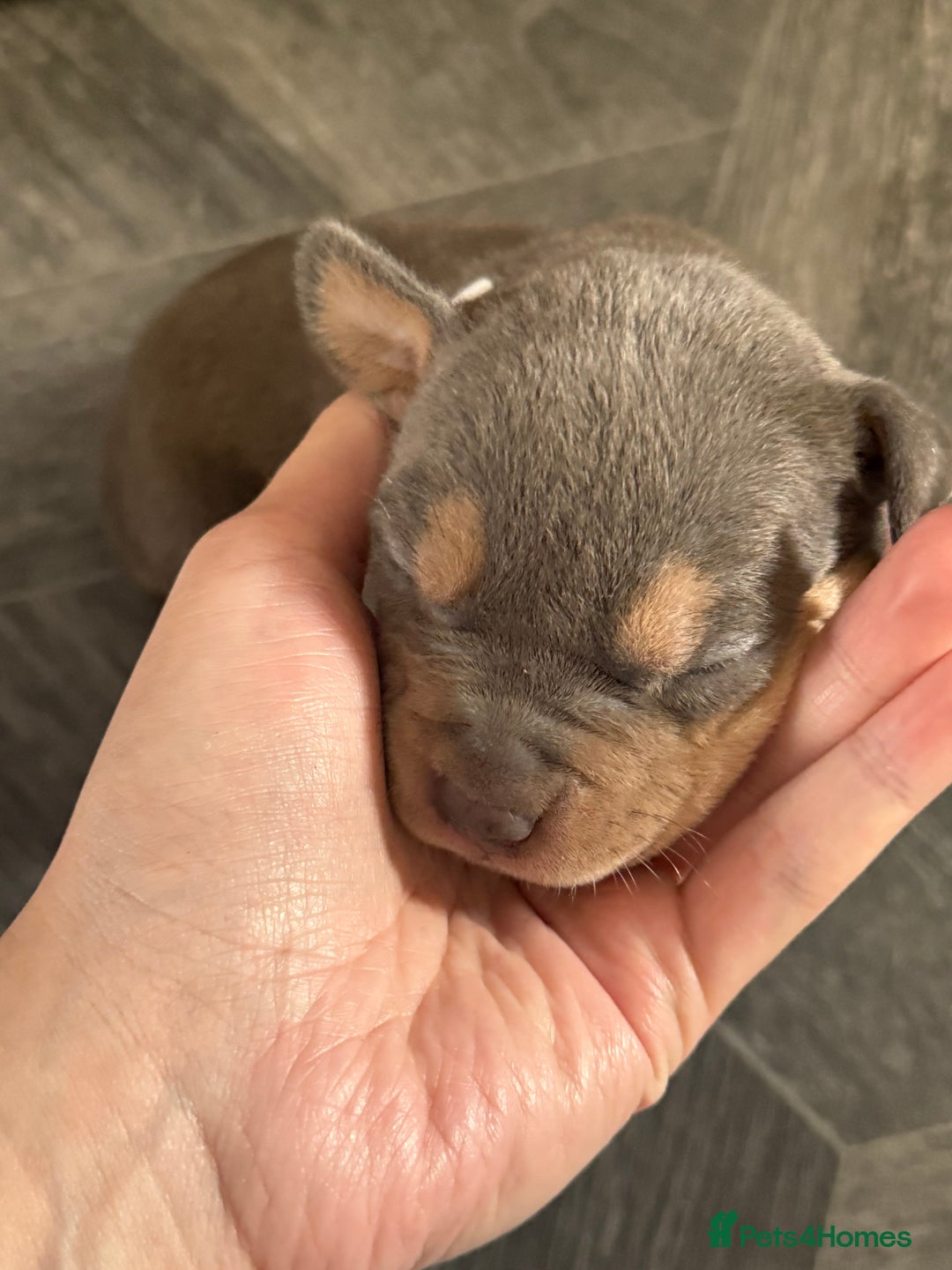 Staffordshire Bull Terrier dogs for sale: Blue tri Staffordshire bull terrier pups for sale  - Image 4