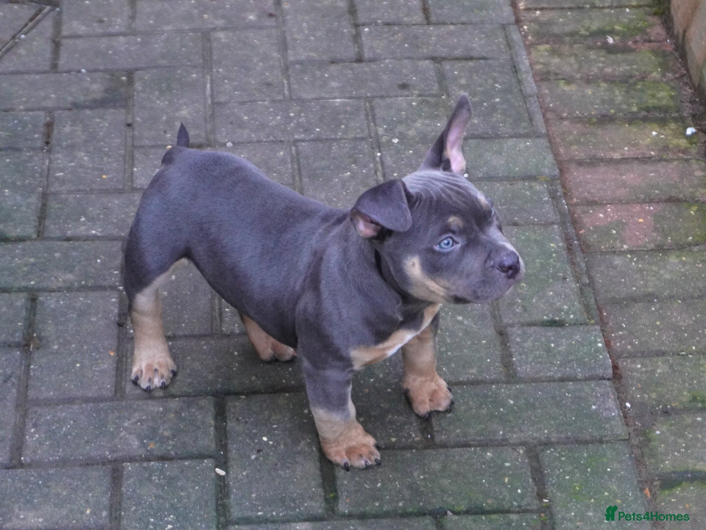 American Bully dogs 1 ABKC Pocket Bully puppy remaining - Advert 1