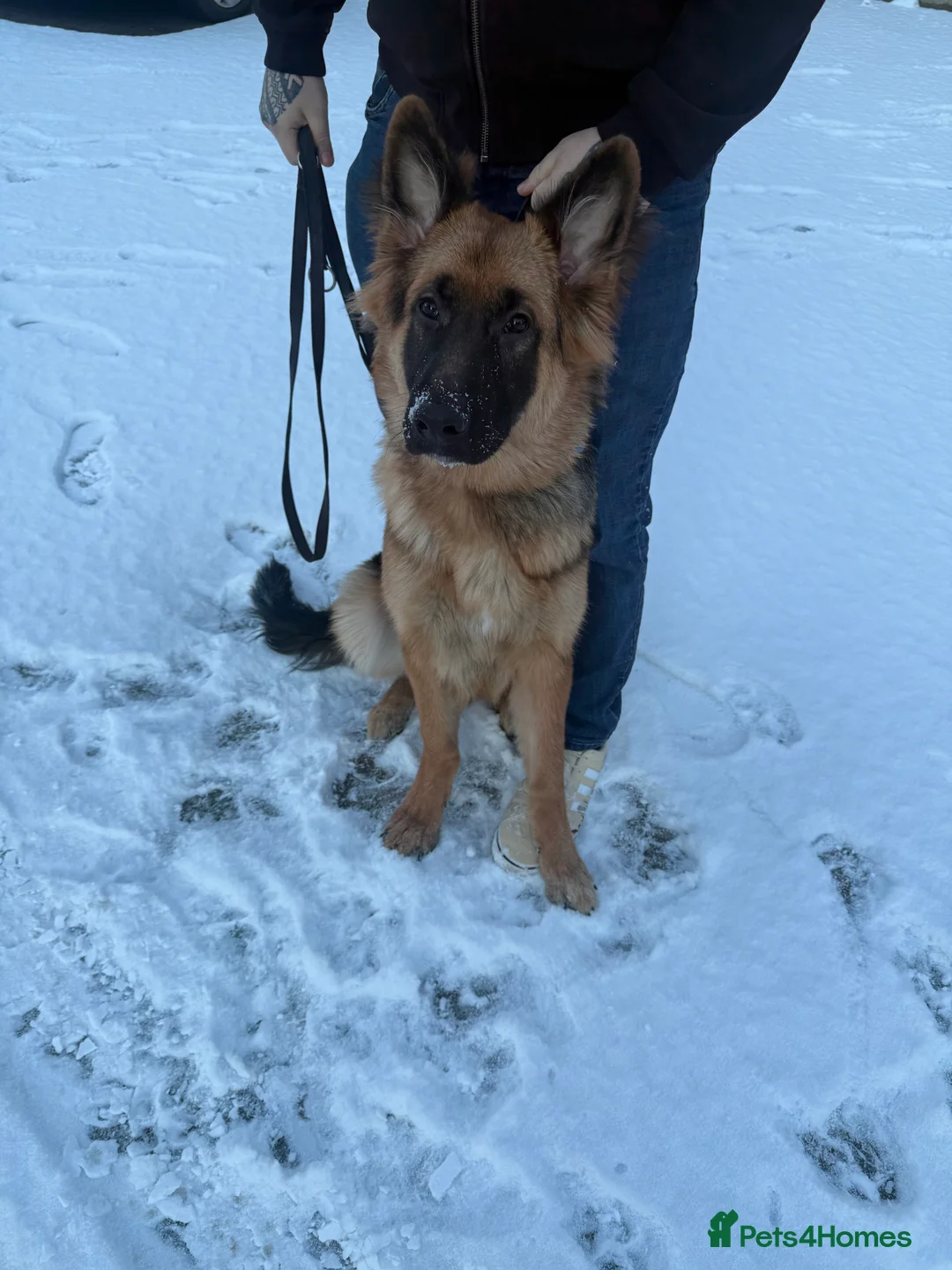 German Shepherd dogs for stud: German Shepard  in Lincoln - Advert 1