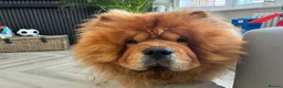 Chow Chow dogs for sale: Male Chow - Advert 1