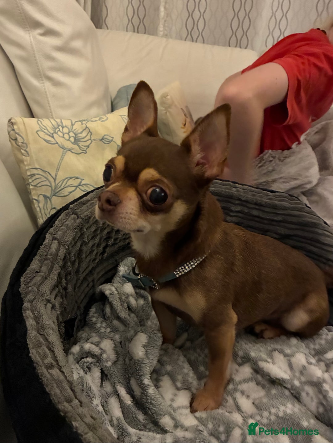 Chihuahua dogs for sale: Male Chihuahua  - Advert 6