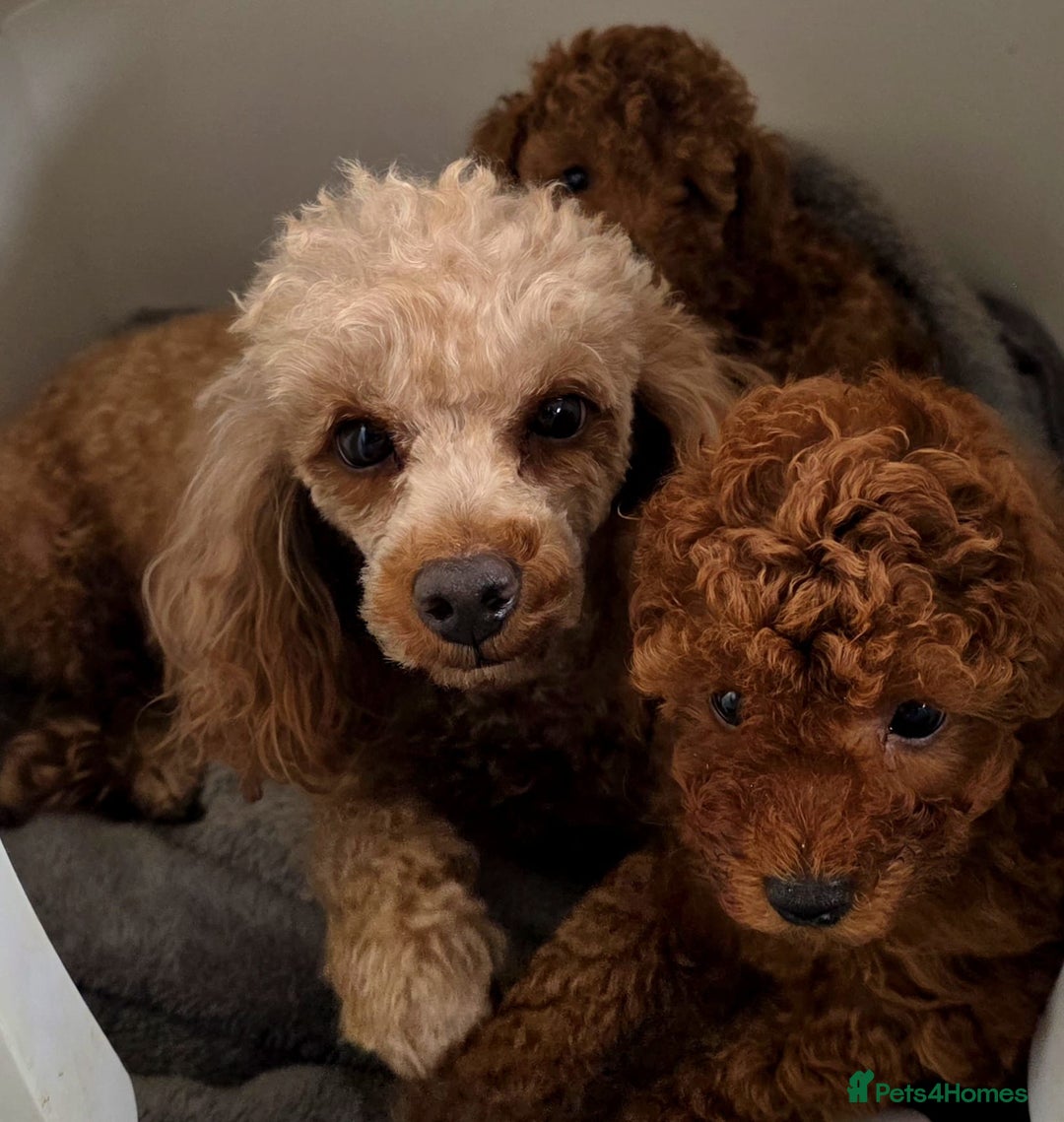 Toy Poodle dogs for sale: TINY RED KC PEDIGREE TOY POODLE PUPPIES - Advert 3